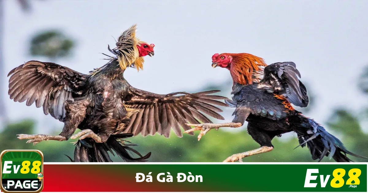 Đá Gà Đòn EV88 – Hình Thức Đá Gà Truyền Thống Hấp Dẫn 3 Kỹ thuật chọi gà
